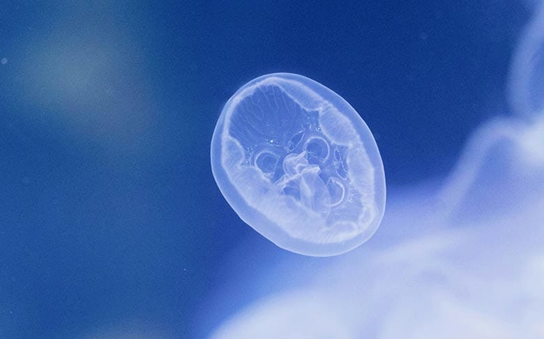 Bioethics in Brief: The Status of the Human Embryo